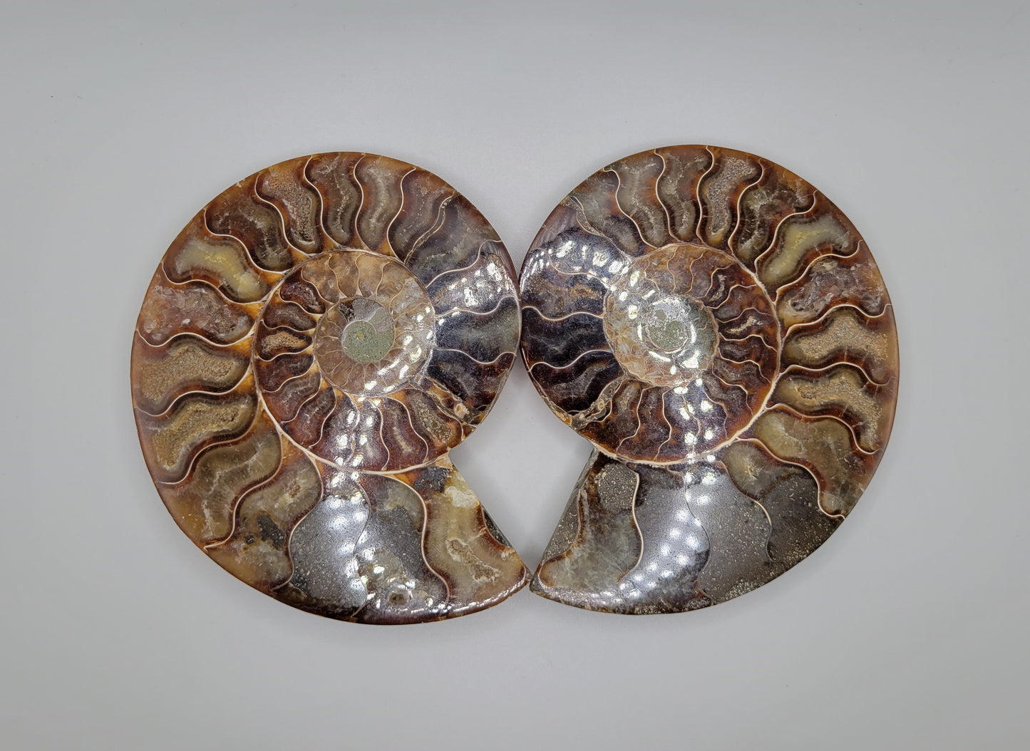 Ammonite Pair