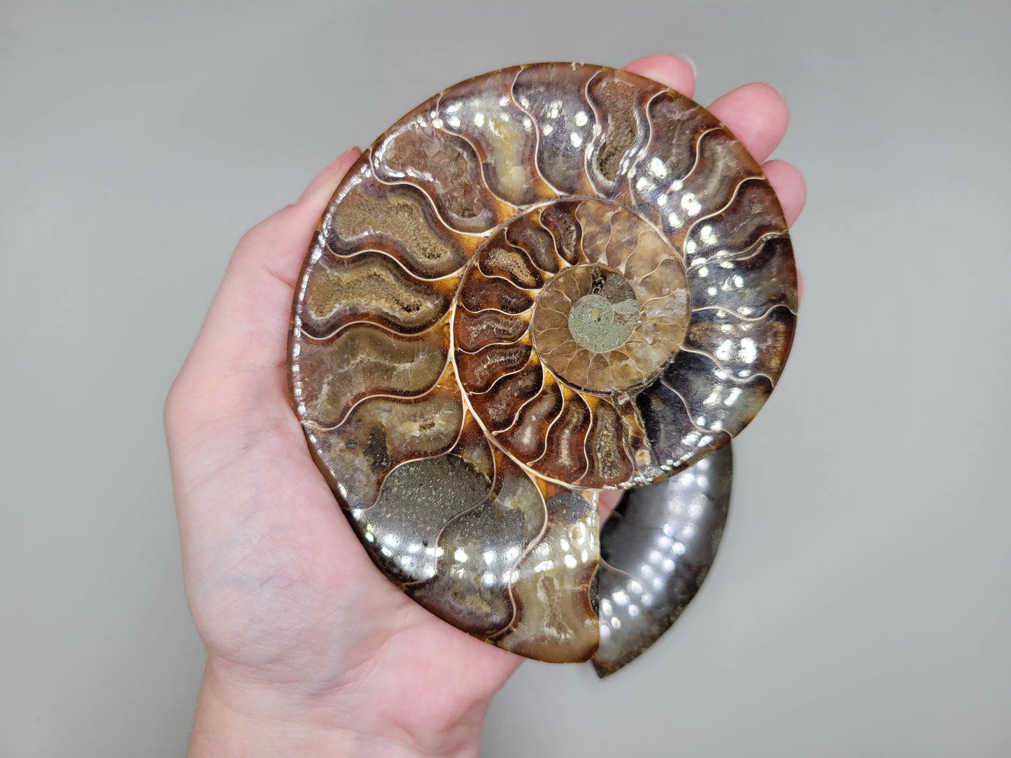 Ammonite Pair