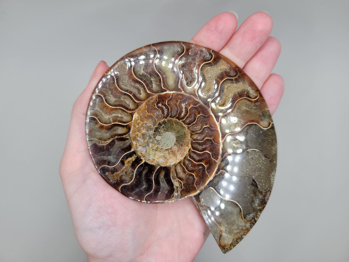 Ammonite Pair