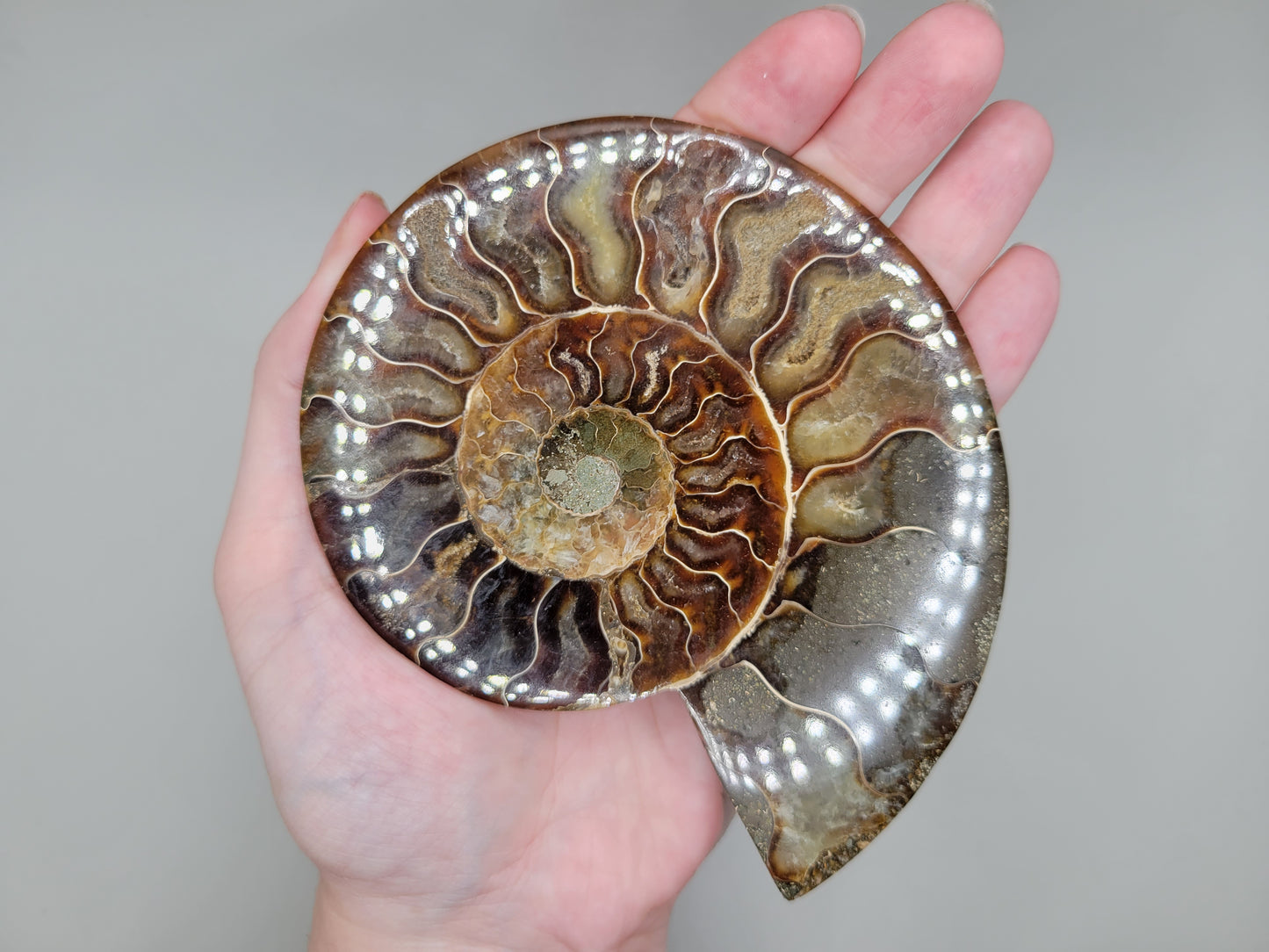 Ammonite Pair