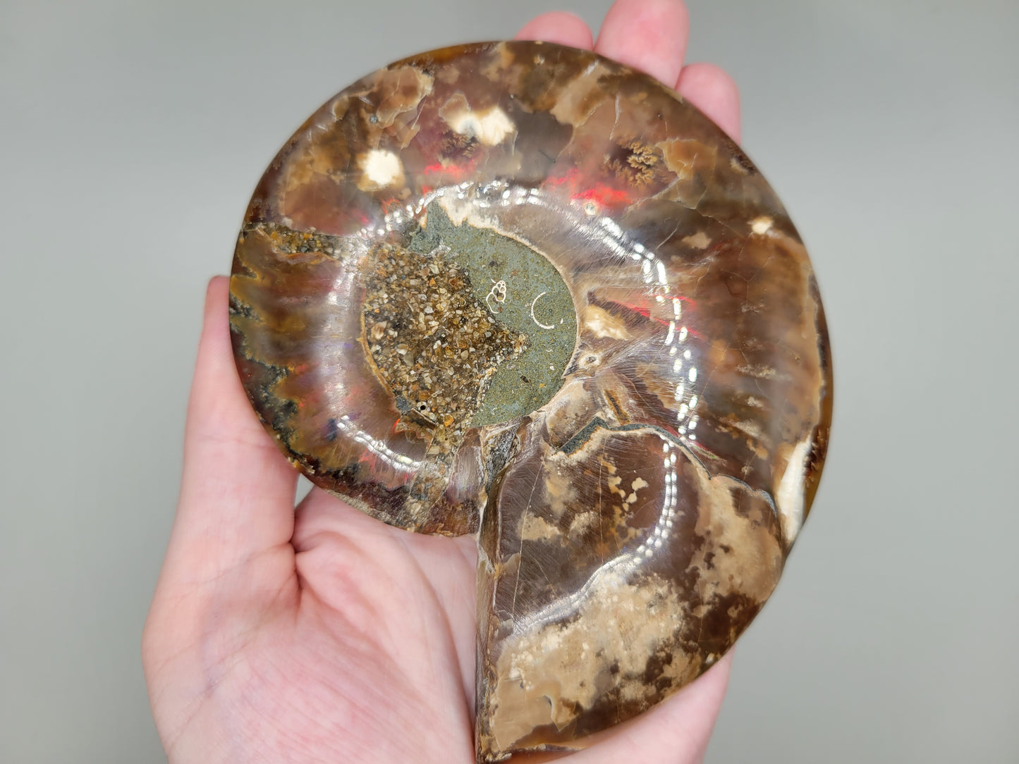 Ammonite Pair