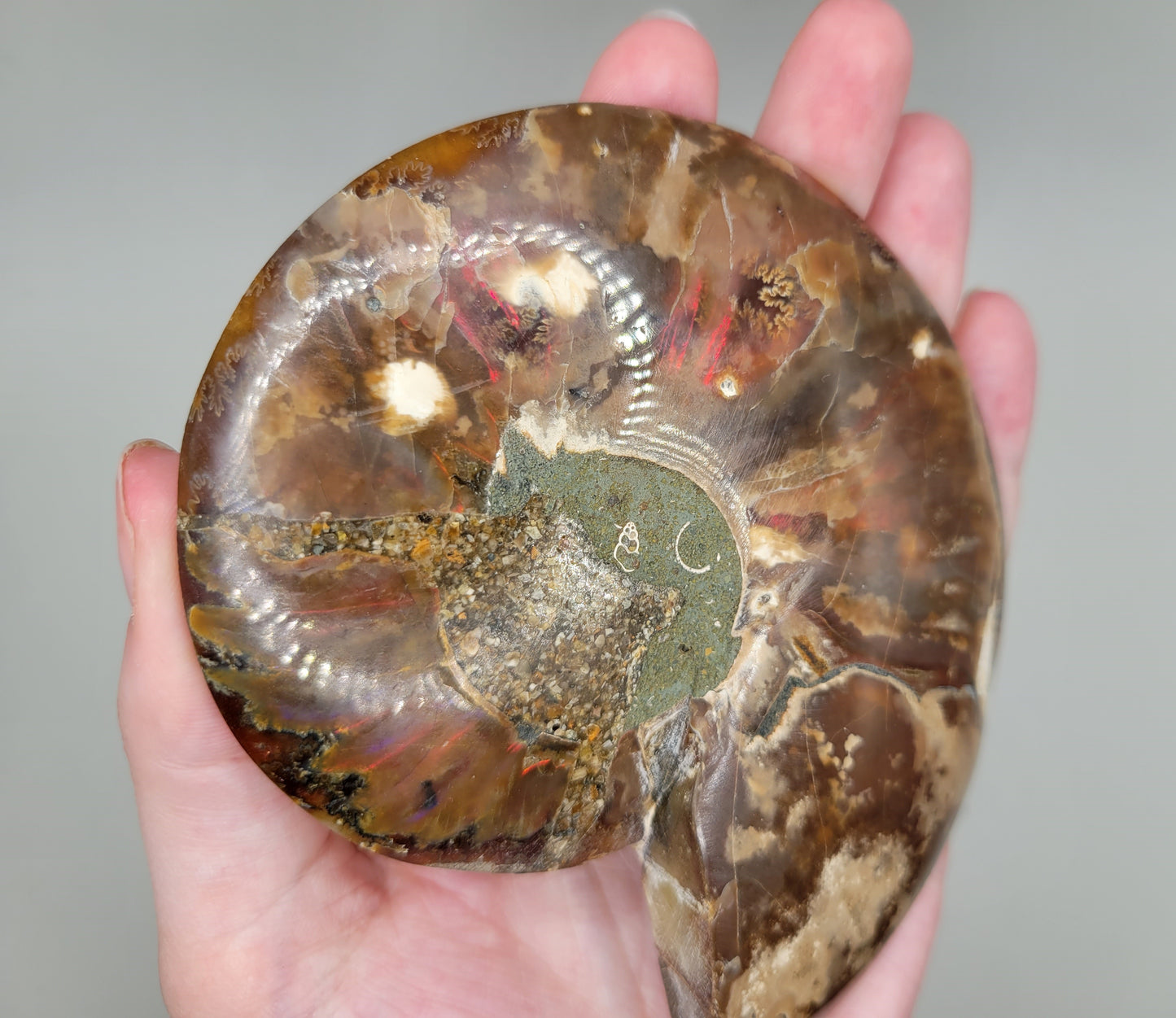 Ammonite Pair