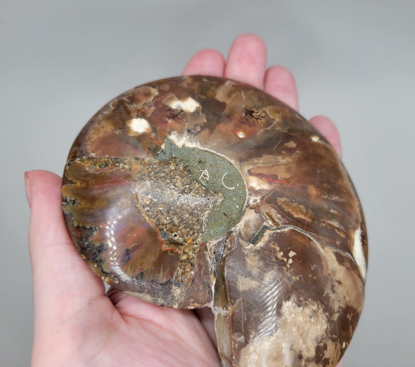Ammonite Pair