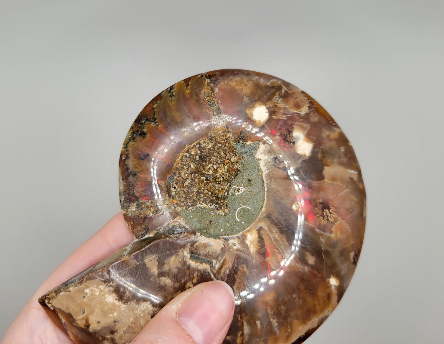 Ammonite Pair