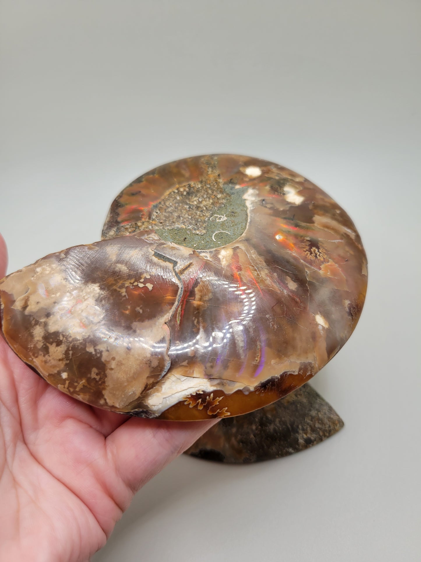 Ammonite Pair