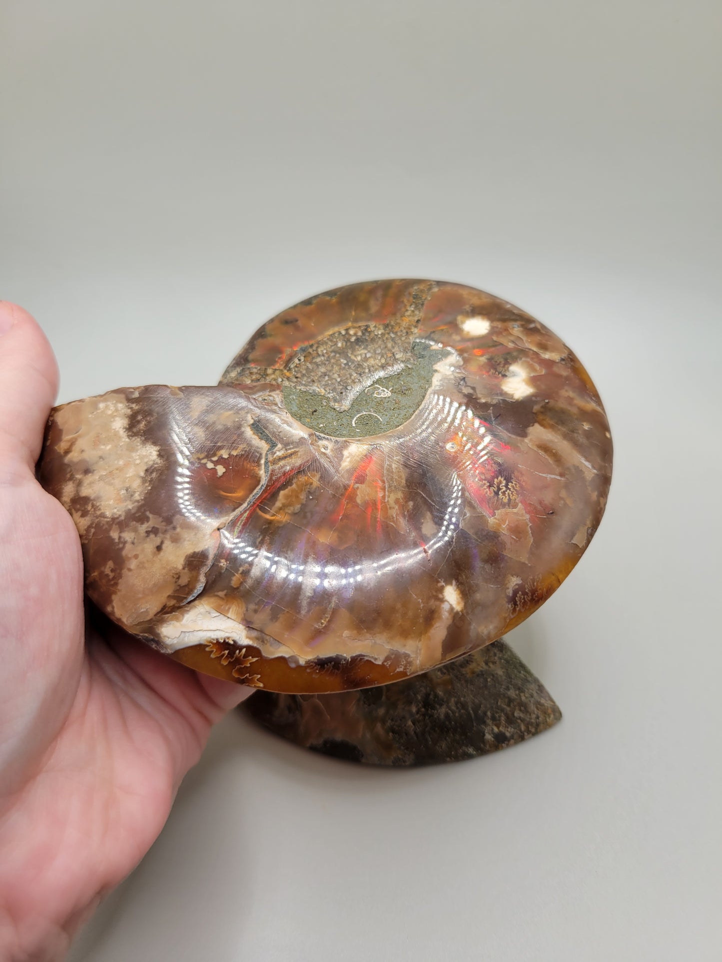 Ammonite Pair