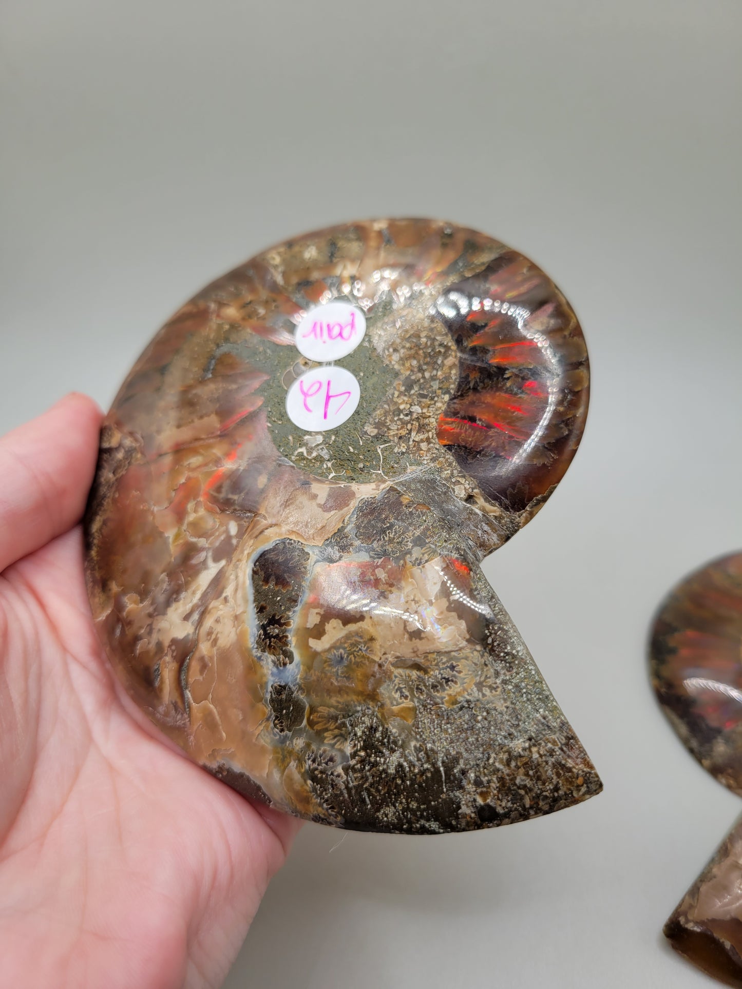 Ammonite Pair