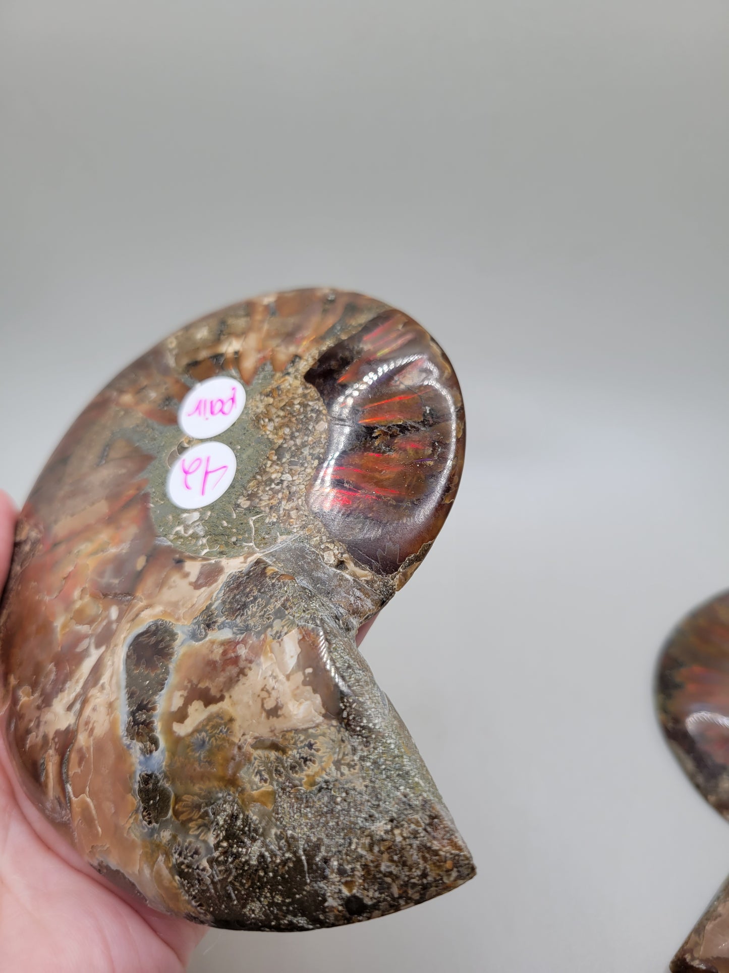Ammonite Pair