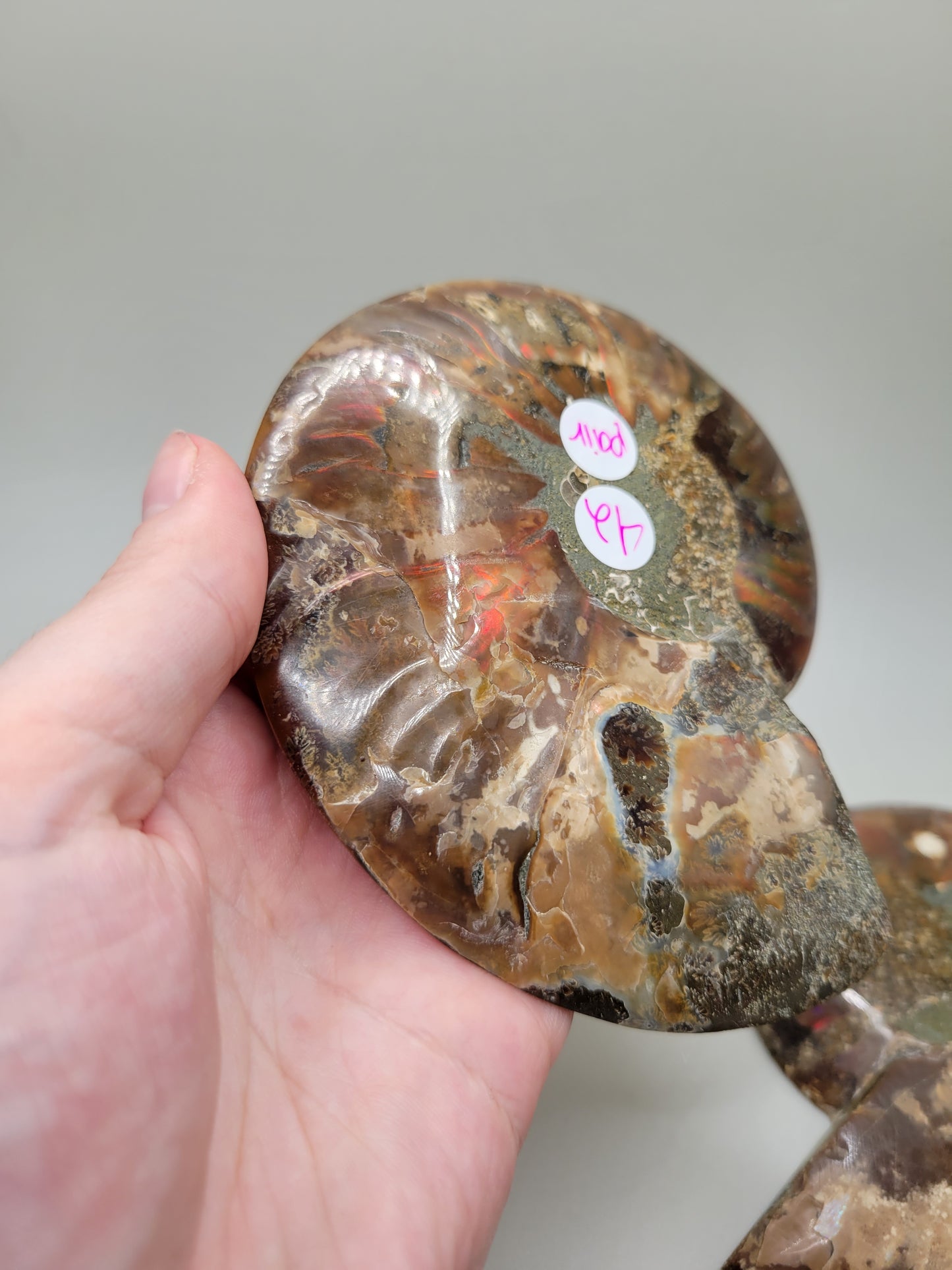 Ammonite Pair