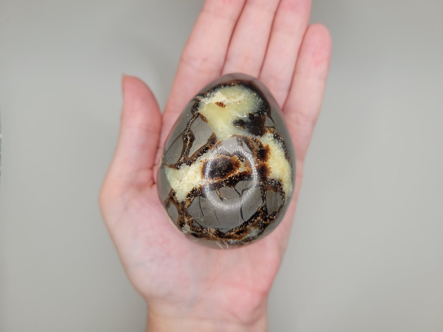 Septarian Eggs - Large