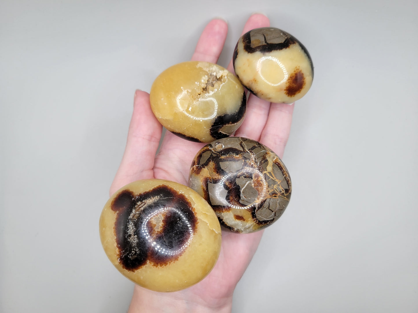 Septarian Palm Stones