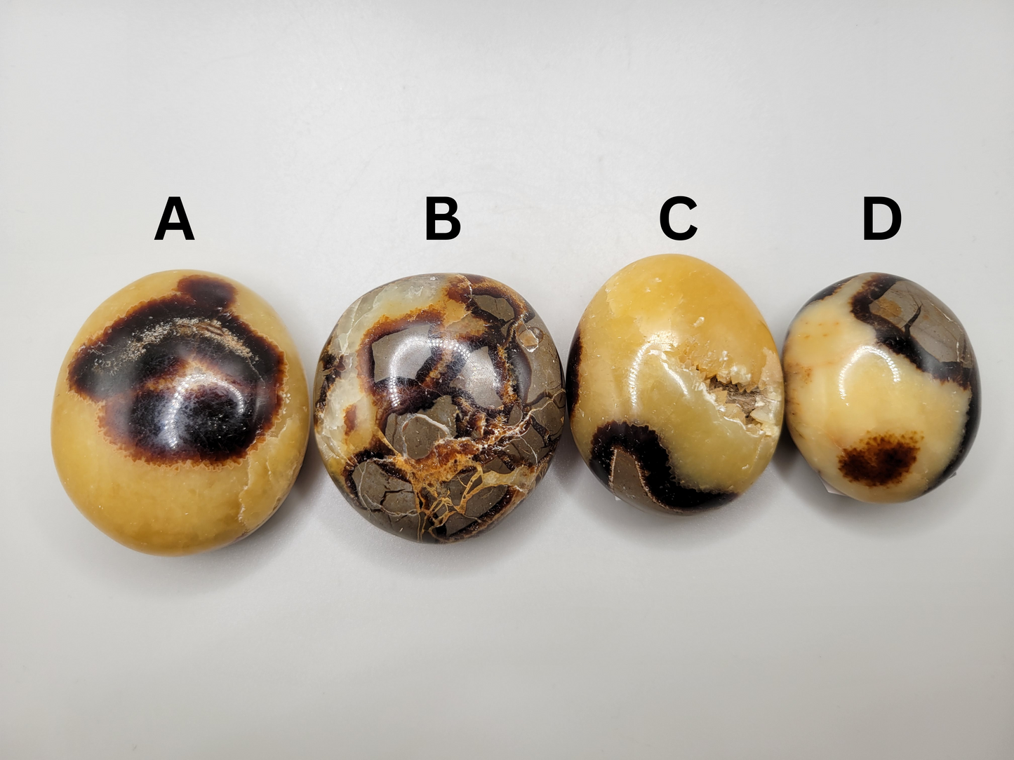 Septarian Palm Stones