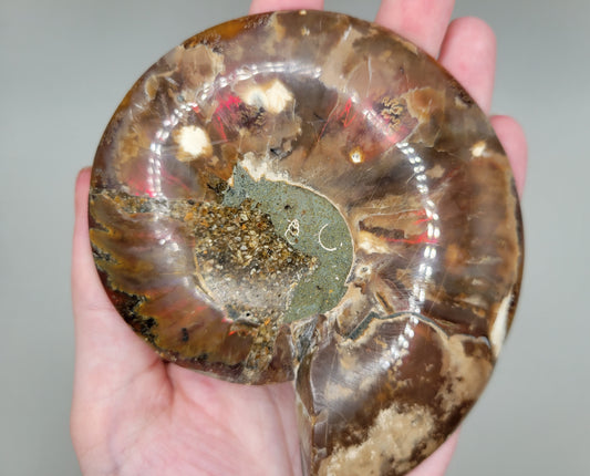 Ammonite Pair