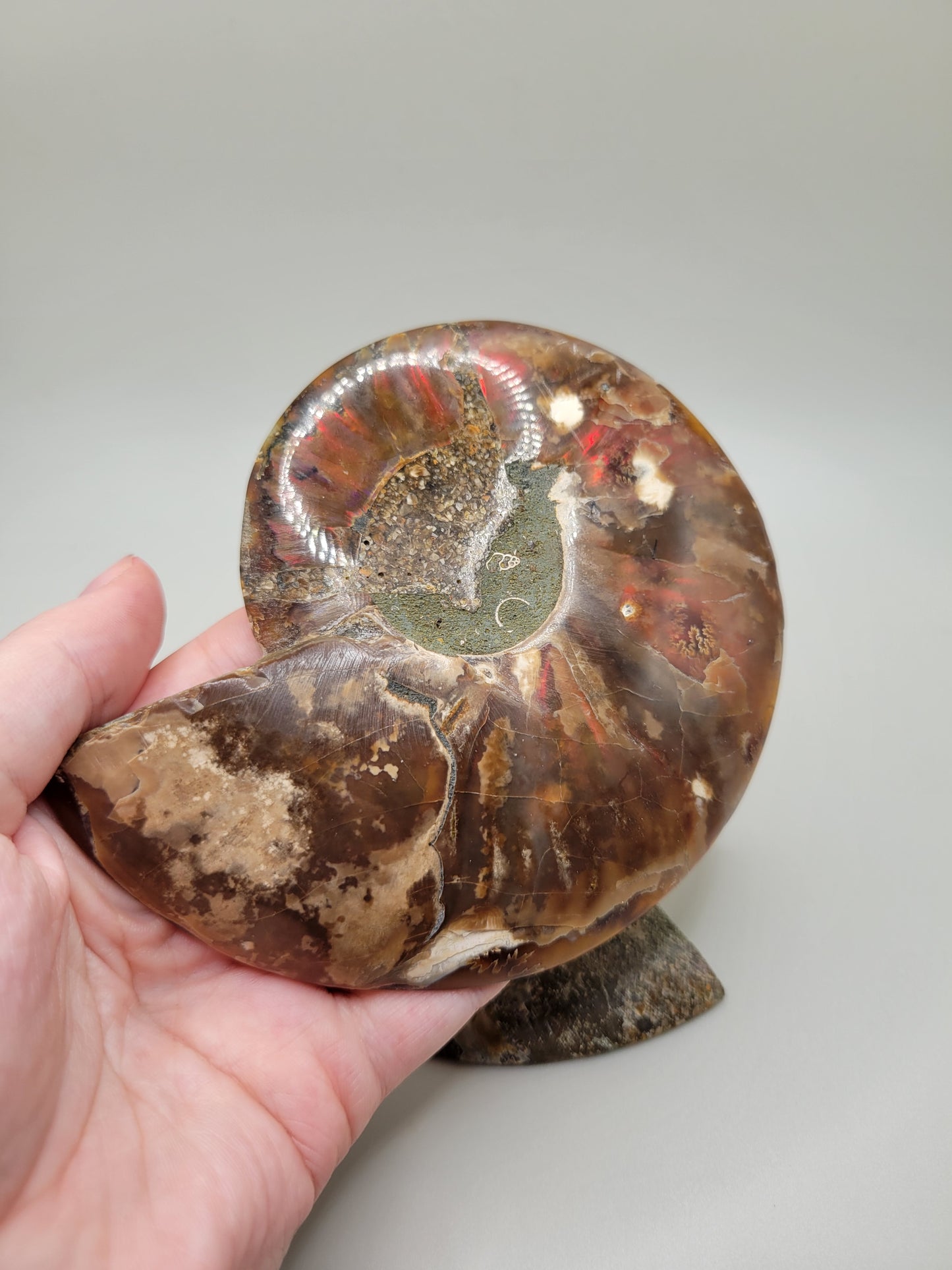 Ammonite Pair