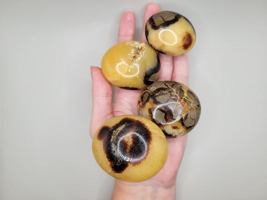 Septarian Palm Stones
